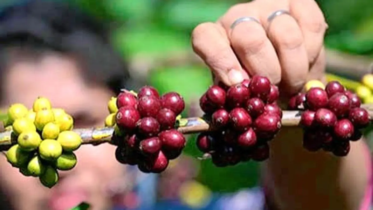 Indian coffee exports set to cross record $2 billion mark in 2025