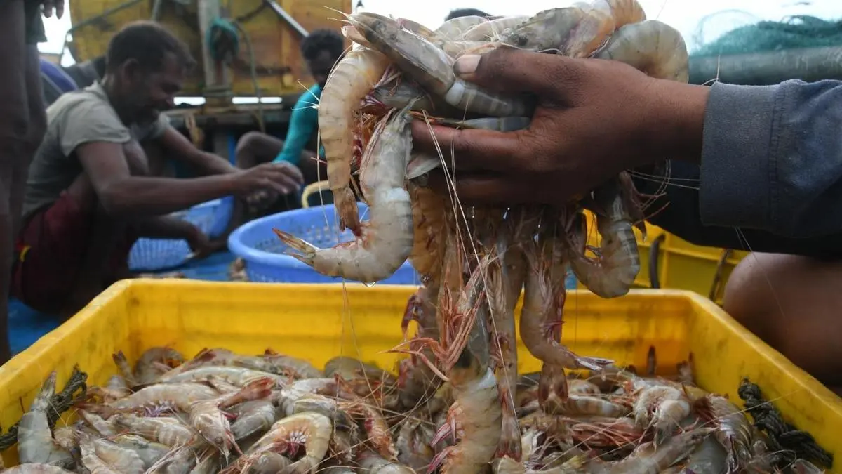 Indian shrimp industry to regain competitive edge as global pricing normalises