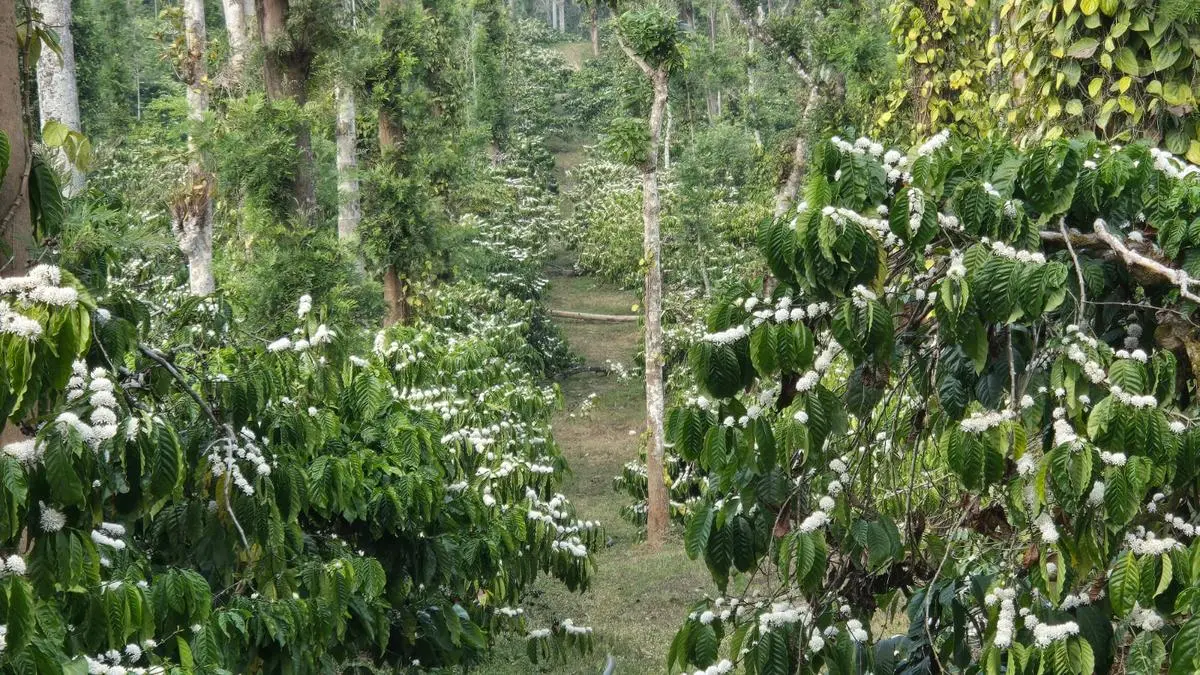 Untimely rain hits robusta harvest, dents 2026-27 coffee crop prospects