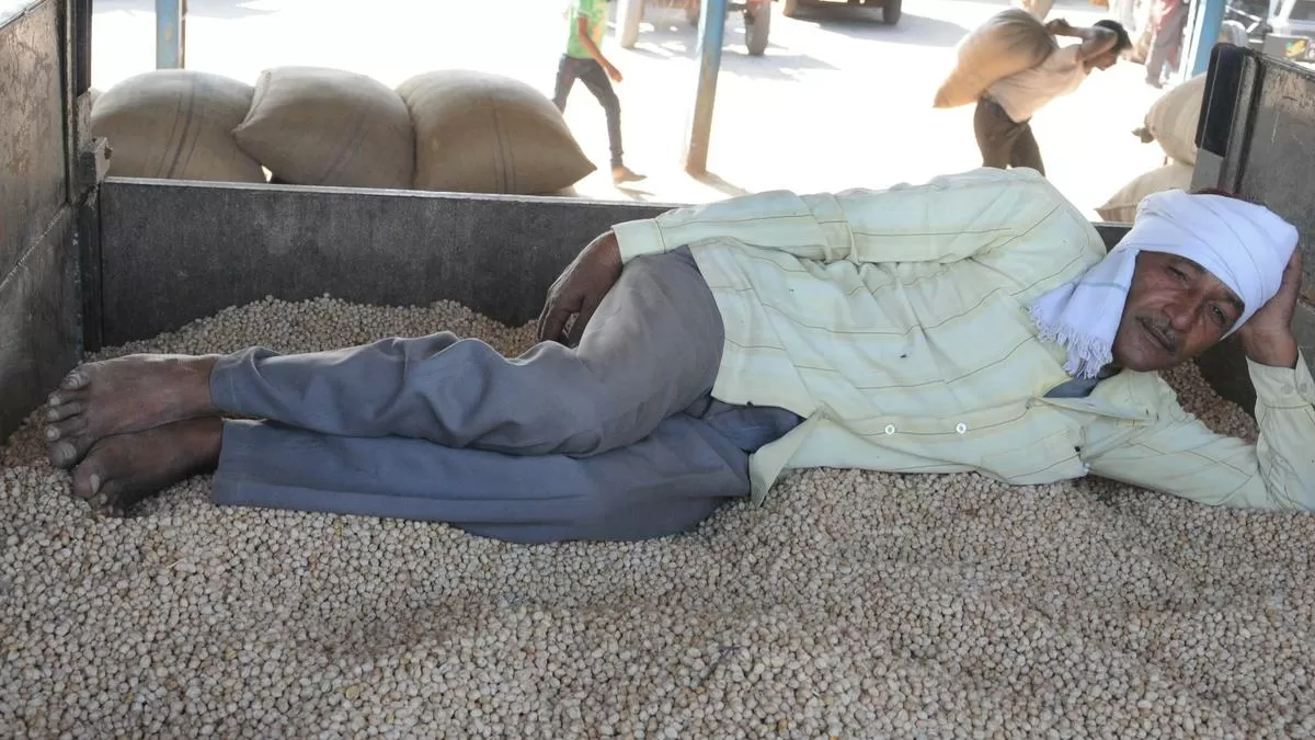 Improving demand, tightening supplies lift chana prices