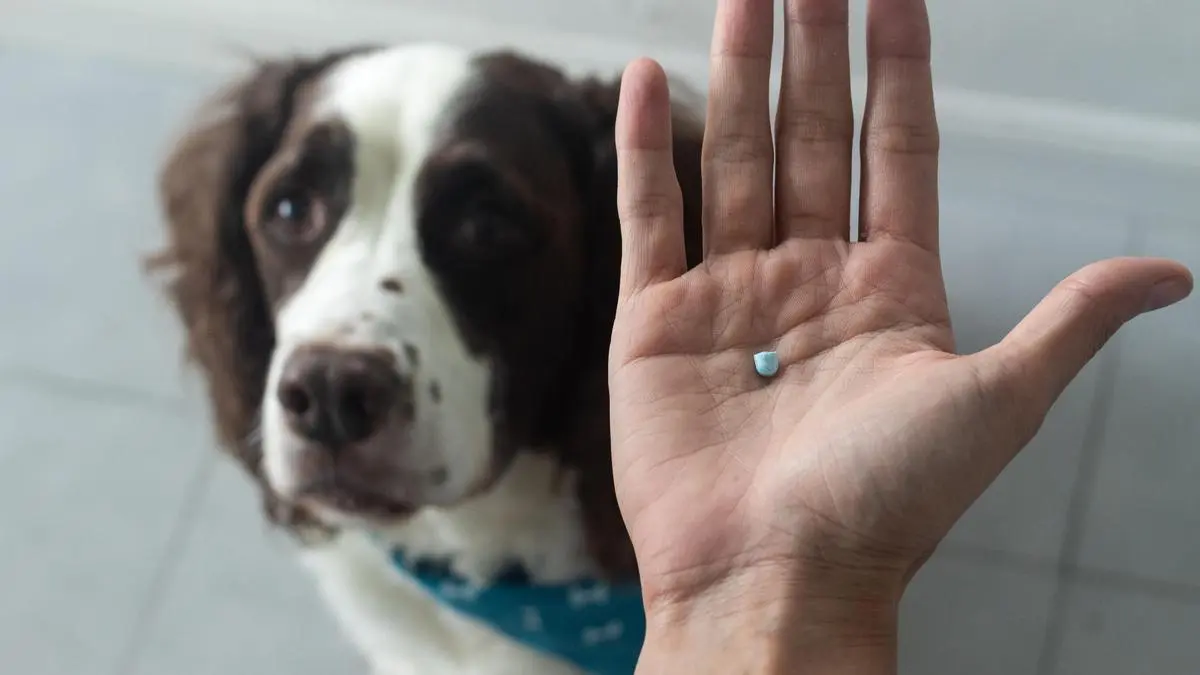 Viyash Scientific partners with Boehringer Ingelheim to sell its companion animal products in India