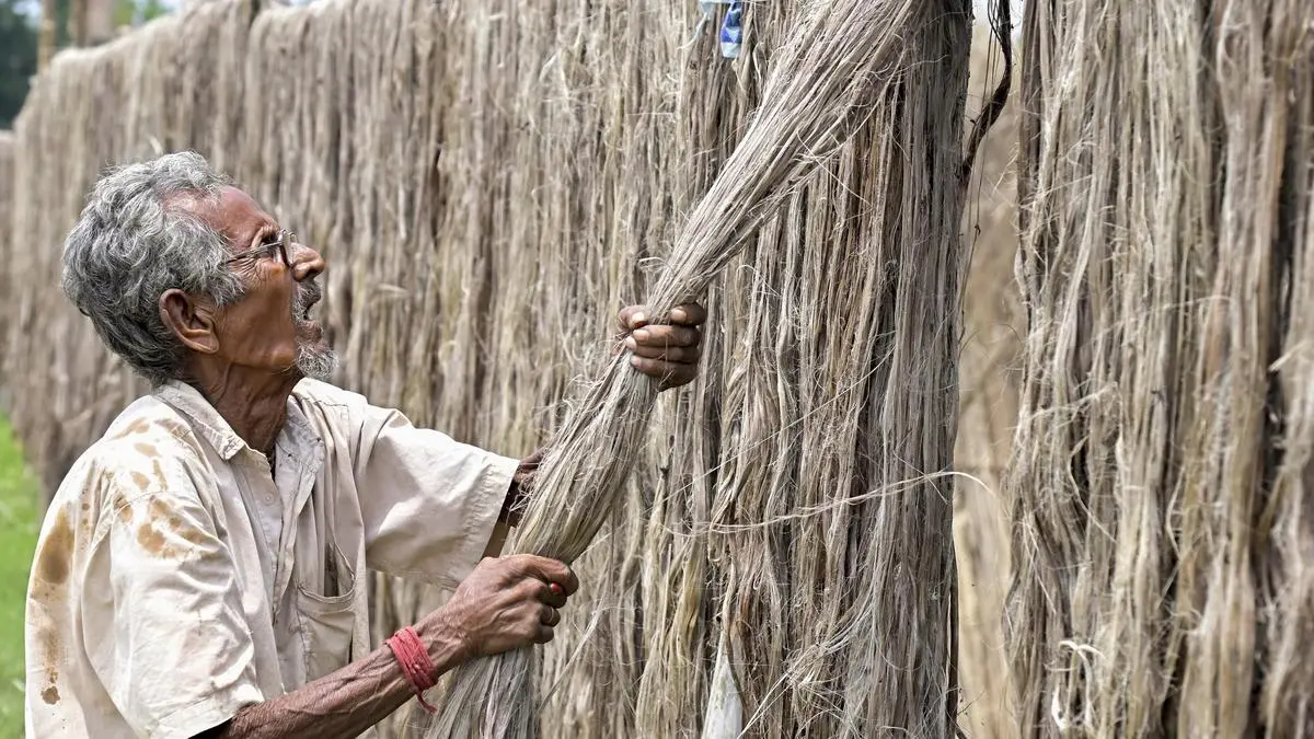 Raw jute prices continue to rule firm despite Indian govt cutting stock-holding limits