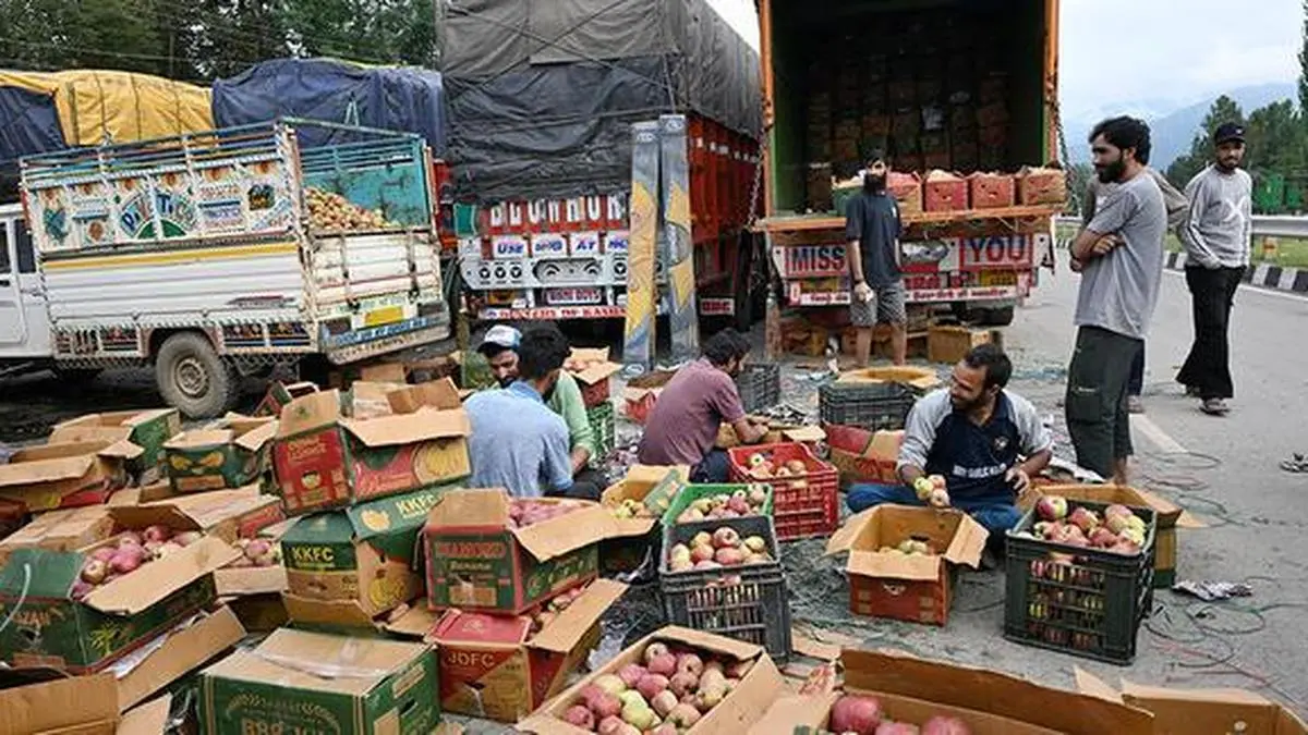India-EU trade deal unsettles Kashmir’s apple growers