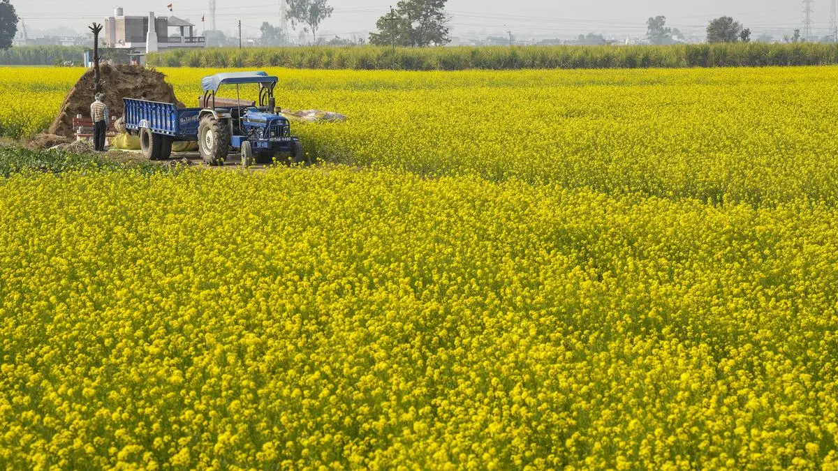 Higher area, conducive weather may lift India’s mustard output by 10%