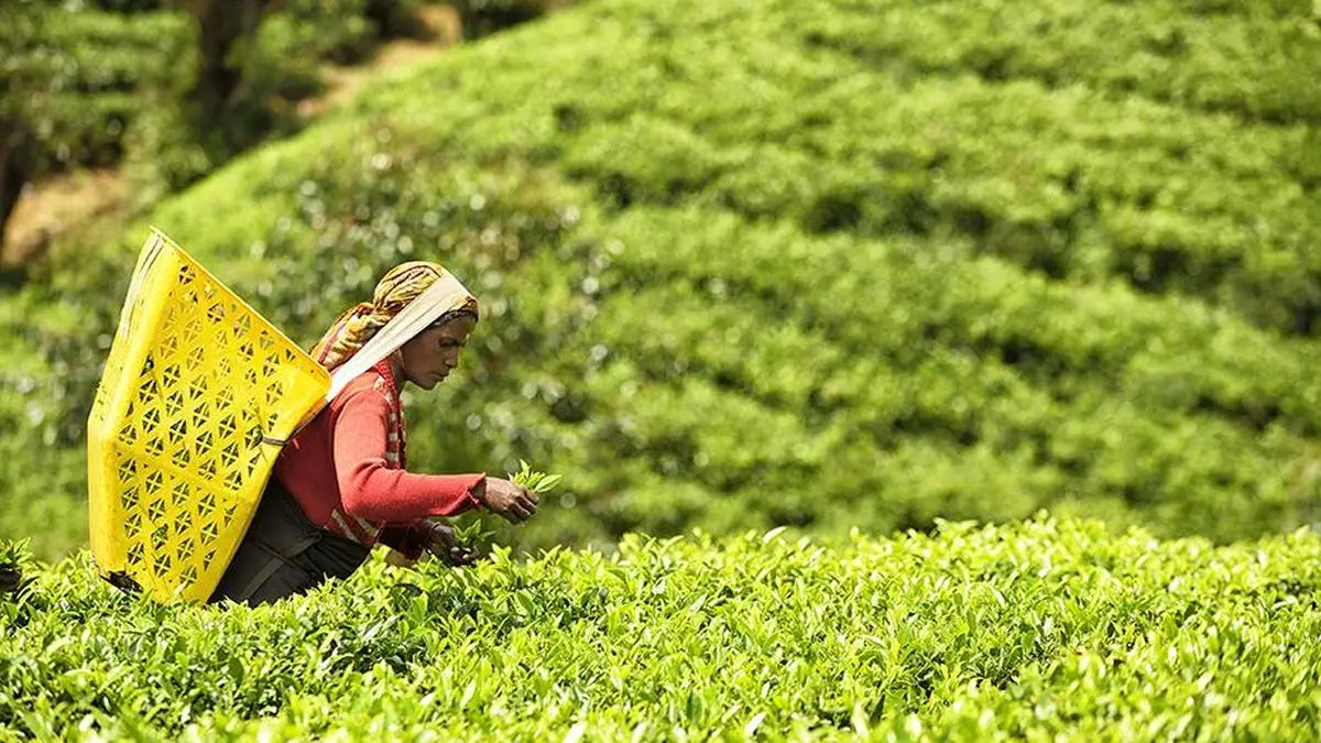 Tea industry seeks policy support as rising costs, labour shortage strain margins