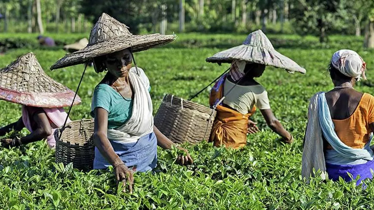 Amid rising imports of cheap teas, Tea Board orders all consignments to be tested from May 1
