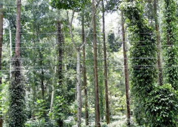 IPSTA launches online trading of pepper