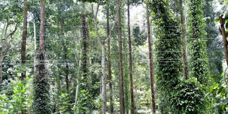 IPSTA launches online trading of pepper