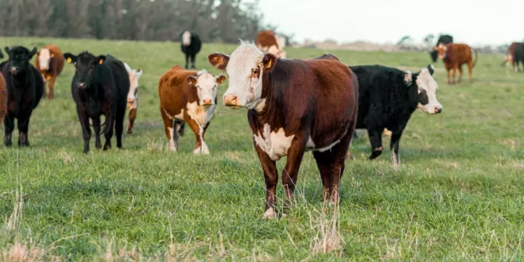 “Reviving the Economy: The Role of Companies like ..”