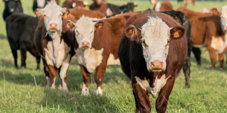 “Revitalizing the Spanish Economy: Growth and Resilience in Recent Years”