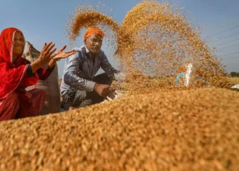 India’s wheat procurement at 3-year high, but misses 37.3 million tonnes target