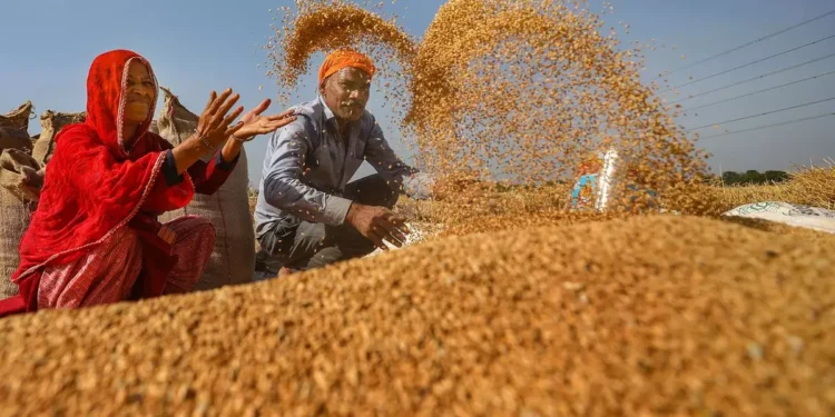 India’s wheat procurement at 3-year high, but misses 37.3 million tonnes target