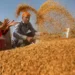 India’s wheat procurement at 3-year high, but misses 37.3 million tonnes target