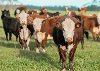 “Unraveling the Impact of Economics on Our Daily Lives”