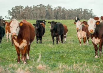 “The Complexities of Economics: Beyond Numbers and Statistics”