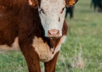 “The Crucial Role of Economy in Daily Life”