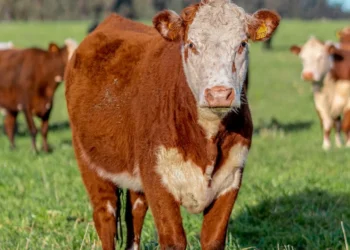 “The Power of Economía: Driving the World Forward”