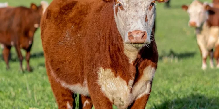 “The Power of Economía: Driving the World Forward”