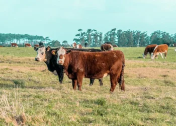 “Beyond Numbers: The True Meaning of Economía”