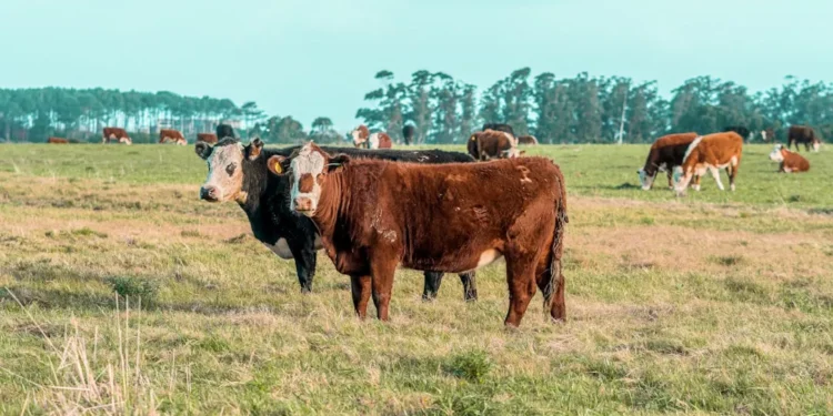 “Beyond Numbers: The True Meaning of Economía”