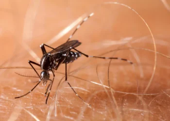 The mosquito-borne virus ‘triple E’ continues its spread, worrying state health officials