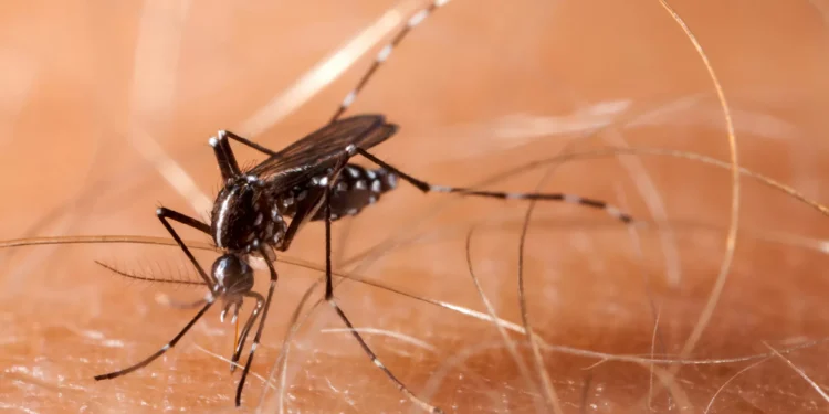 The mosquito-borne virus ‘triple E’ continues its spread, worrying state health officials