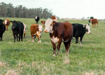 “The Evolution of Economía: From Barter to Global Economy”