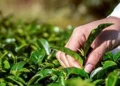 Internal buying, export demand lift dust prices at Coonoor Tea auctions