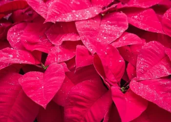 “Discover the Ultimate Online Experience with Sucesos by VisaVento”