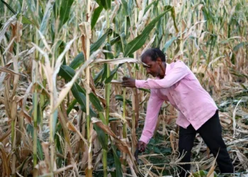 Maize research body seeks funding to undertake research on managing aflatoxin in DDGS