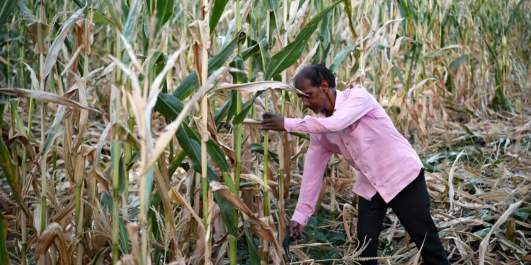 Maize research body seeks funding to undertake research on managing aflatoxin in DDGS