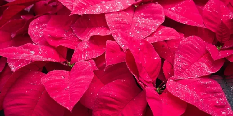 “Discovering the Positivity of Sucesos”