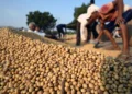SOPA urges government not to allow open market sale of soyabean procured under PSS till July