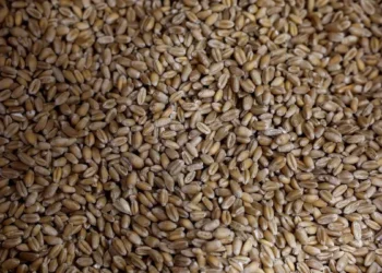 India cuts wheat stock limit by 75% to 250 tonnes for traders