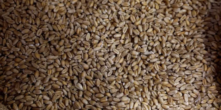 India cuts wheat stock limit by 75% to 250 tonnes for traders