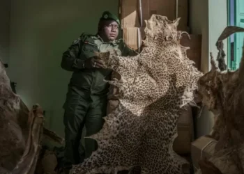 Mystical beliefs fuel Senegal’s illegal big cat trade