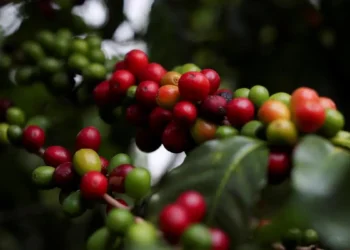 Soaring coffee prices spur capital investments in India