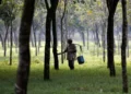 Rubber Board to kick start geo-mapping of plantations next week