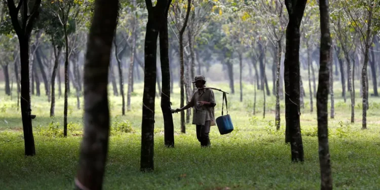 Rubber Board to kick start geo-mapping of plantations next week