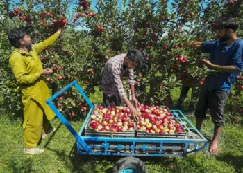 Trump’s tariff threat: J&K apple growers fear import duty cut will undercut local produce