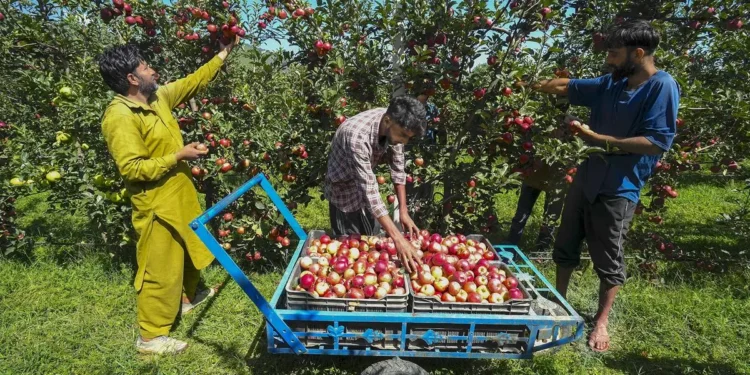 Trump’s tariff threat: J&K apple growers fear import duty cut will undercut local produce