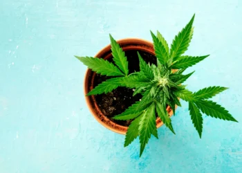 Grow Your Own Green: The Ultimate Guide to Planning and Growing Cannabis at Home