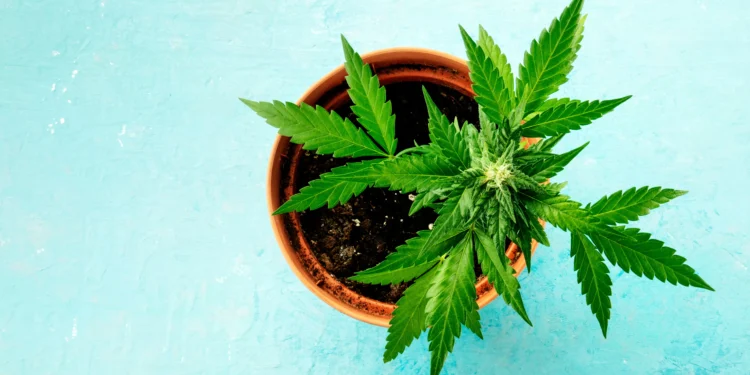 Grow Your Own Green: The Ultimate Guide to Planning and Growing Cannabis at Home