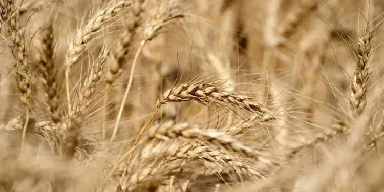 Nearly 900 tonnes wheat purchased in India as procurement starts early