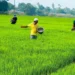 Farmers’ body files complaint to CCI against RCF over forced sales of non-urea products