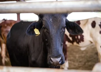 Sustainable dairy: How balanced nutrition lowers emissions and boosts yield