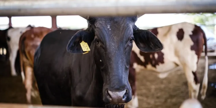 Sustainable dairy: How balanced nutrition lowers emissions and boosts yield