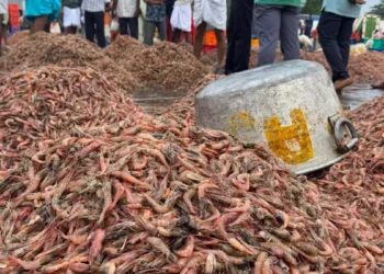 Kerala government to back MSC certification in fisheries