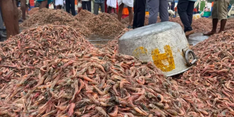 Kerala government to back MSC certification in fisheries