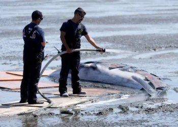 Juvenile minke whale beached off Emeryville Tuesday